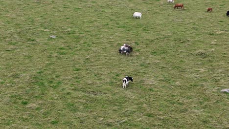 Kühe-Grasen-Auf-Dem-Bauernhoffeld-Essex,-Vogelperspektive,-Drohnen-Luftaufnahme