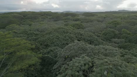 Niedrige-Luft-Fliegt-Schnell-über-Vielfältige-Und-Dichte-Tropische-Waldbäume
