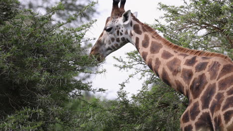 Eine-Giraffe-Frisst-Akazienblätter-Im-Murchison-Falls-Nationalpark-In-Afrika