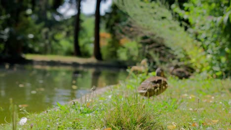 Mallard-Ducks-walking-on-the-grass-and-swimming-in-the-Pond-in-Park-during-a-bright-sunny-day-in-Türkenschanzpark-in-Vienna