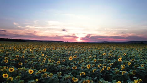 Aerial-flyover-agriculture-sunflower-field-in-summer-at-sunset,-drone-background