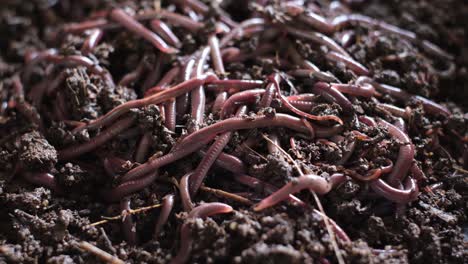 close-up-scene-showing-thousands-of-vermicomposting-earthworms