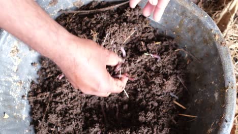 Top-view-of-a-farmer-holding-earthworms-in-his-field-to-check-vermicompost-made-by-earthworms