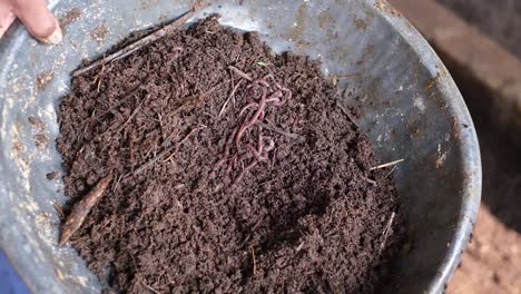 Scene-from-above-showing-lots-of-vermicompost-earthworms-to-be-put-into-the-field