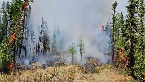 Llamas-Y-Humo-Cubrieron-El-Bosque-En-Un-Incendio-Forestal-Alberta,-Canadá