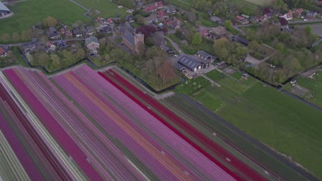 Tilt-up-shot-of-Aartswoud-town-Holland-with-tulip-field-in-front,-aerial