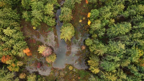Stunning-aerial-drone-video-footage-of-colorful-autumn-canopy-and-woodland-pond-and-swamp