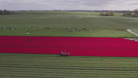 Toma-Aérea-De-La-Máquina-Cubriendo-Tulipanes-Rojos-En-Holanda-Con-Vacas-Durante-El-Día