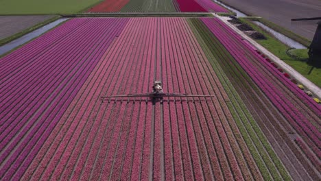 Wide-shot-of-tractor-with-irrigation-system-driving-on-tulip-field-bright-day-light,-aerial