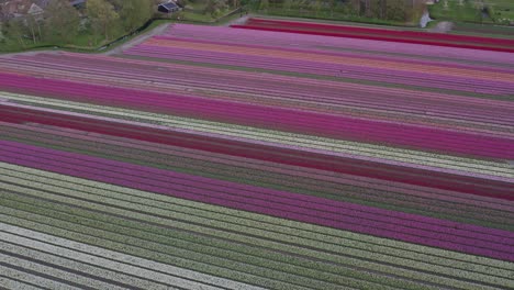 Wide-shot-of-Aartswoud-rural-town-with-lot-of-colorful-tulips-in-front,-aerial
