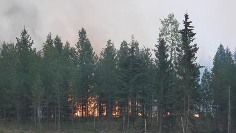 Pineforest-is-damaged-in-wildfires-in-Alberta,-Canada