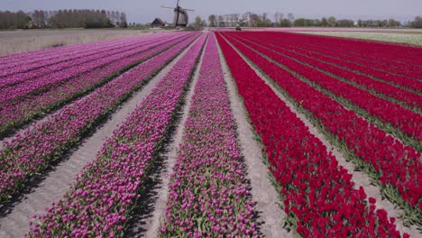 Reveal-shot-of-tulip-field-in-Holland-with-tractor-driving-on-the-field,-aerial