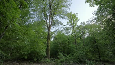 Low-angle-shot-of-canopy-of-green-trees-in-forest-in-daytime