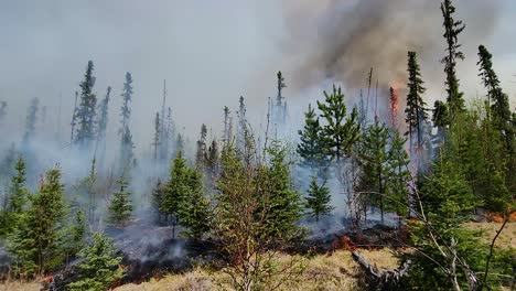 Grass-and-trees-are-in-flames-in-a-wildfire-in-Alberta,-Canada