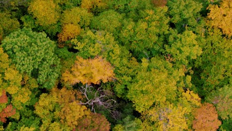 Atemberaubende-Luftdrohnen-Videoaufnahmen-Des-Farbenfrohen-Herbstdachs