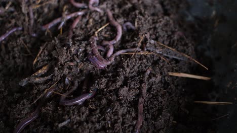 close-up-scene-in-which-vermicomposting-by-earthworms-is-in-progress