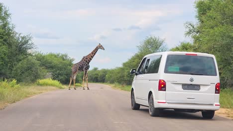 Alleinstehende-Südafrikanische-Oder-Kap-Giraffe-überquert-Eine-Straße-Im-Krüger-Nationalpark,-Südafrika