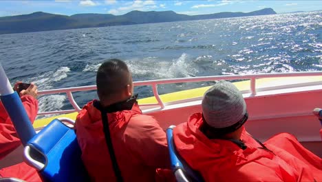 Bruny-Island,-Tasmania,-Australia---15-March-2019:-A-leaping-dolphin-surprises-passengers-on-a-fast-boat-tour-at-Bruny-Island-in-Tasmania