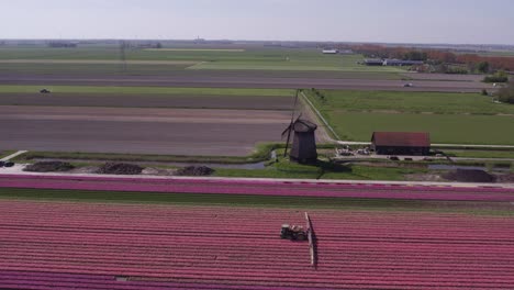 Side-panning-shot-of-pink-and-orange-tulip-field-near-a-dutch-windmill,-aerial