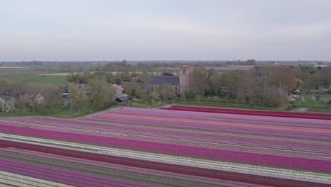 colorful-tulip-fields-with-in-the-background-rural-town-Aartswoud-with-church,-aerial