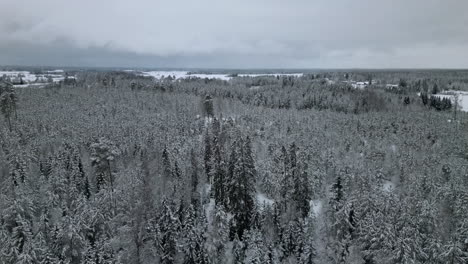 Aerial---Descending-shot-of-snowy-boreal-forest-on-overcast-morning