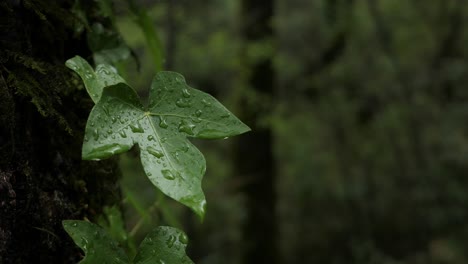Green-leaf-with-raindrops-after-rain-in-forest,-surrounded-by-greenery