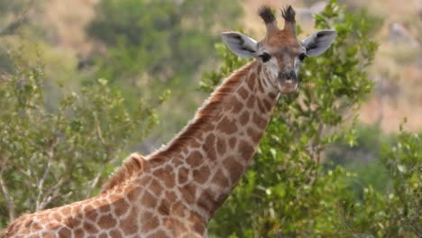 Closeup-of-cute-giraffe-feeding-of-branch,-startled-and-eyeing-camera
