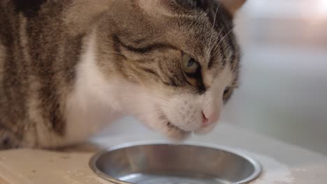 Slow-motion-shot-of-a-small-cat-eating-and-licking-the-food-bowl-clean
