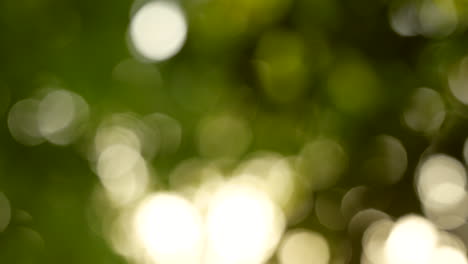 Birkenblätter-Werden-In-Warmes-Sonnenlicht-Getaucht-Und-Erzeugen-Ein-Verschwommenes-Grünes-Und-Gelbes-Bokeh