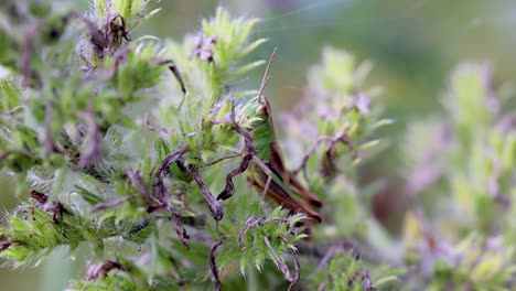 Close-up-shot-of-camouflaged-Grasshopper-Locust-resting-on-plant-in-nature