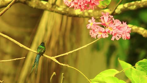 Tiny-Blue-tailed-emerald-hummingbird-perched-on-Tabebuia-rosea-flower-tree