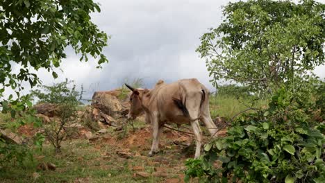 Vaca-Doméstica-En-El-Campo-Moviendo-La-Cola-Para-Deshacerse-De-Las-Moscas