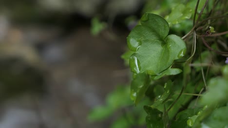 Grüne-Blätter-Mit-Regentropfen-Und-Fließendem-Wasser-Im-Wald