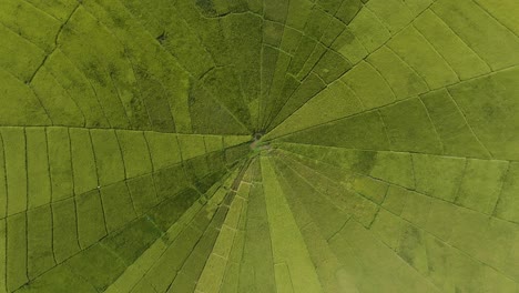 Luftaufnahme-Von-Oben-Nach-Unten-Auf-Die-Lingko-Spinnennetz-Reisfelder-In-Indonesien