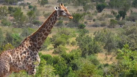 Neugierige-Giraffe-Starrt-In-Die-Kamera-Und-Verschiebt-Den-Blick-Zur-Seite