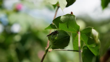 Insects-Perching-On-Green-Upland-Cotton-Bolls-On-Sunny-Day