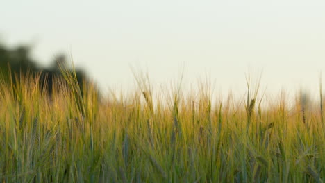 Ripe-Golden-Ears-Of-Wheat-Crop-On-The-Field-During-Sunset