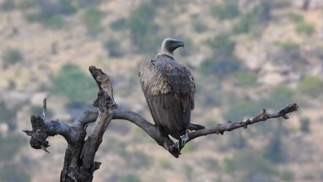 Portrait-of-vulture-perched-on-branch,-scouting-for-prey