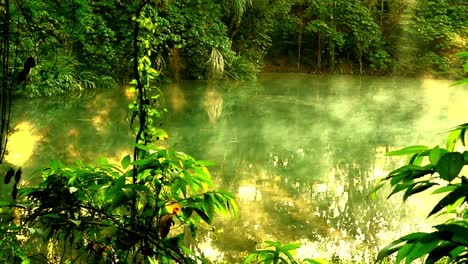Ruhiger-Tropischer-Dschungelhintergrund-Mit-Nebel,-Der-Aus-Dem-Teich-Aufsteigt