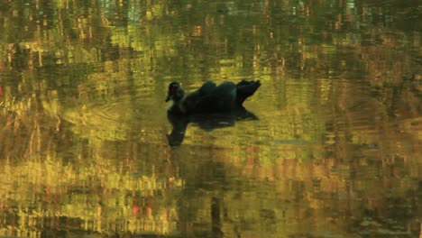 Black-duck-swimming-in-a-swamp-of-amazon-rainforest