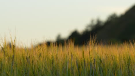 Golden-Hour-Barley-Spikes-in-Cultivated-Field