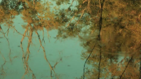 Schlammige-Wasseroberfläche-Mit-Spiegelung-Von-Dschungelbäumen