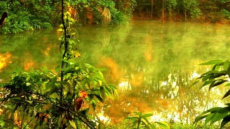 Mist-over-the-swamp-in-rainforest,-sunlight-shine-during-golden-hour