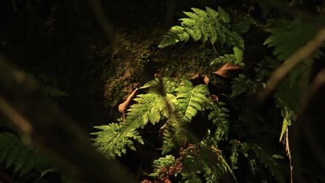 Tropical-rainforest-scene-with-fern-leaves-on-the-ground-view-from-above