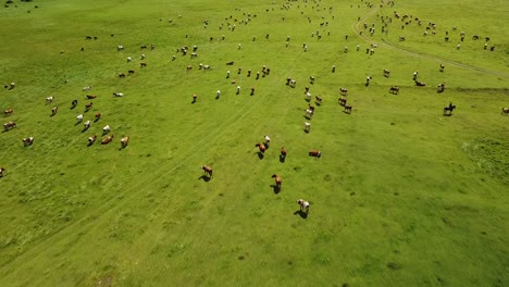 Vasto-Rebaño-De-Vacas-Lecheras-Pastando-Libremente-En-Un-Paisaje-De-Pradera-Verde-Ondulante