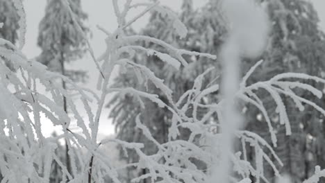 Zweige-Unter-Dem-Schnee-Im-Winter