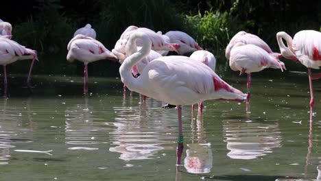 Group-of-pink-flamingos-standing-in-natural-lake-during-hot-summer-day,-animals-cooling-in-lake---static-wide-shot