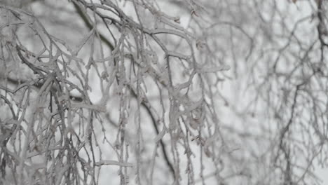 Frozen-tree-branches-sway-in-the-wind-in-winter