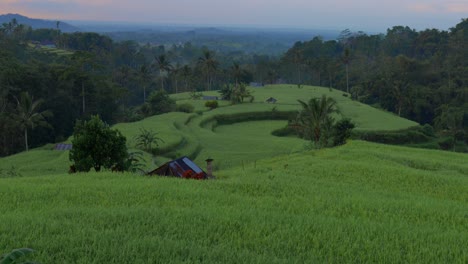 Aerial-reveal-of-Indonesian-farm-buildings-in-a-rice-field,-near-Bali