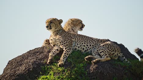 Slow-Motion-of-Beautiful-African-Wildlife,-Cheetah-Family-in-Africa,-Animals-in-Masai-Mara,-Kenya,-Mother-and-Young-Baby-Cheetah-Cubs-Lying-Down-in-Sun-on-Termite-Mound-on-Safari-in-Maasai-Mara